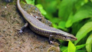 Kadal Minyak Reptil Misterius yang Bikin Heboh Pasar Herbal