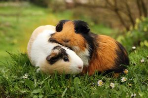 Marmut Si Imut dengan Segudang Pesona Menggemaskan