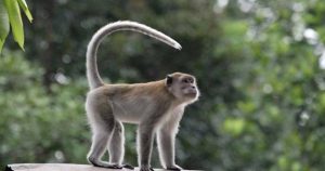 Monyet Si Pintar dari Hutan yang Bikin Geleng Kepala!