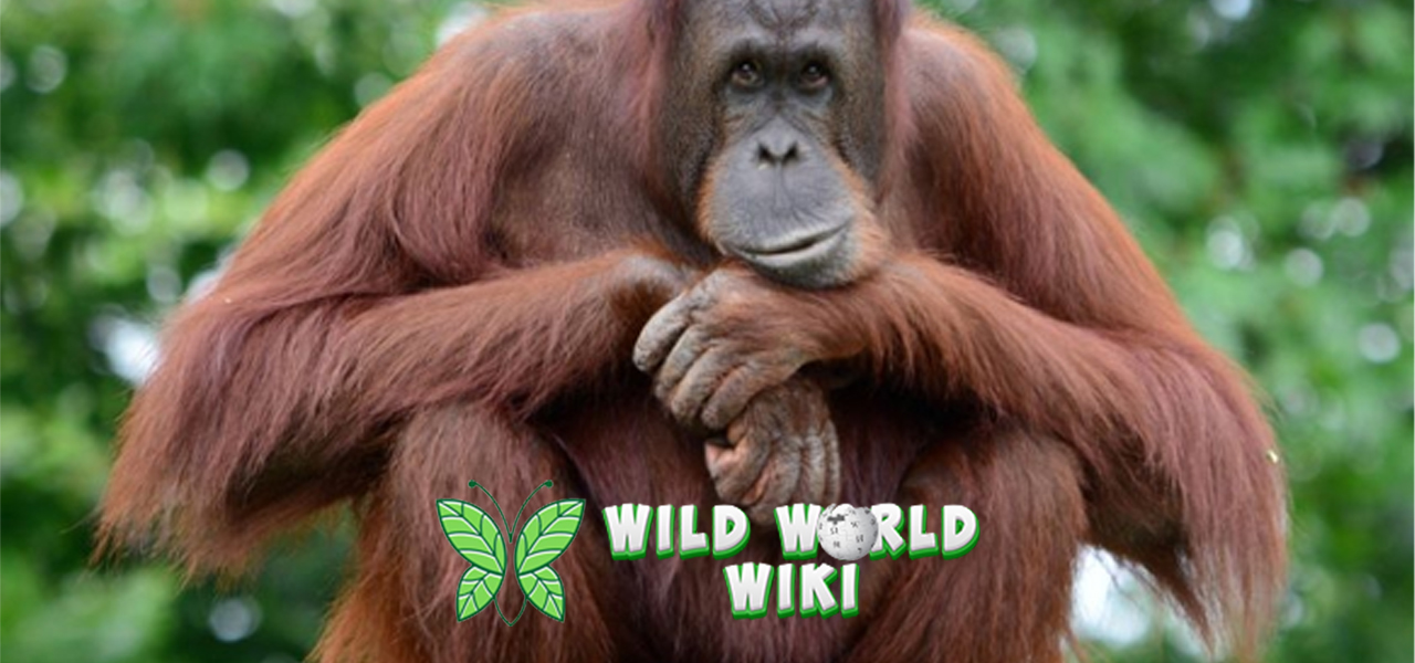 Lebih dari Sekadar Primata, Orangutan Adalah Cermin Alam!