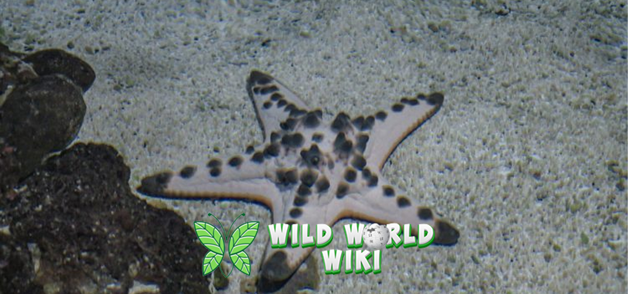 Bintang Laut Si Penghuni Laut dengan Bentuk Menawan!