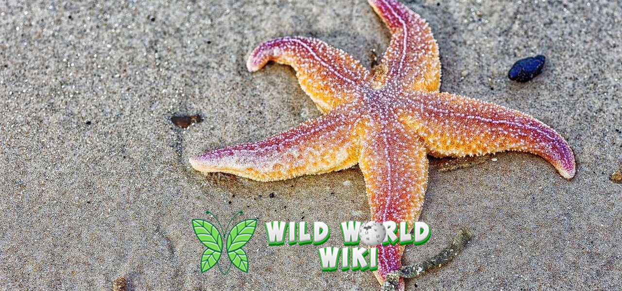Fakta Menarik tentang Bintang Laut yang Bikin Takjub!
