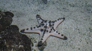Fakta Menarik tentang Bintang Laut yang Bikin Takjub!
