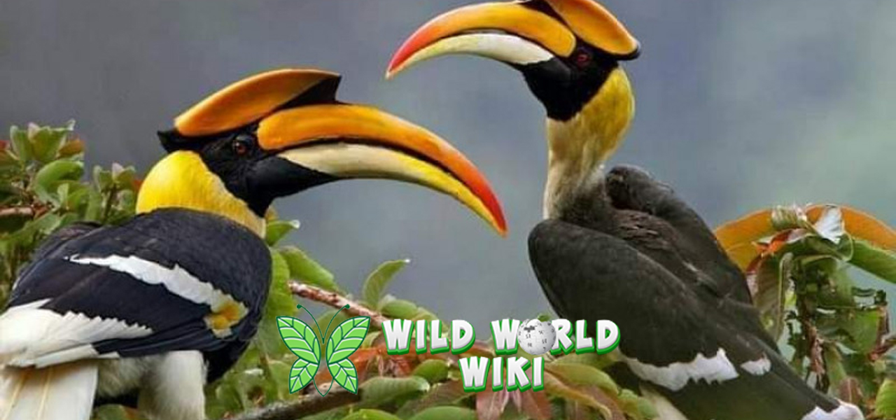 Burung Enggang Misteri dan Keindahan Si Penjaga Rimba!