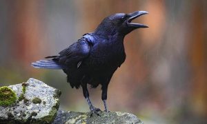 Burung Gagak Si Hitam yang Jadi Simbol dan Misteri Alam!