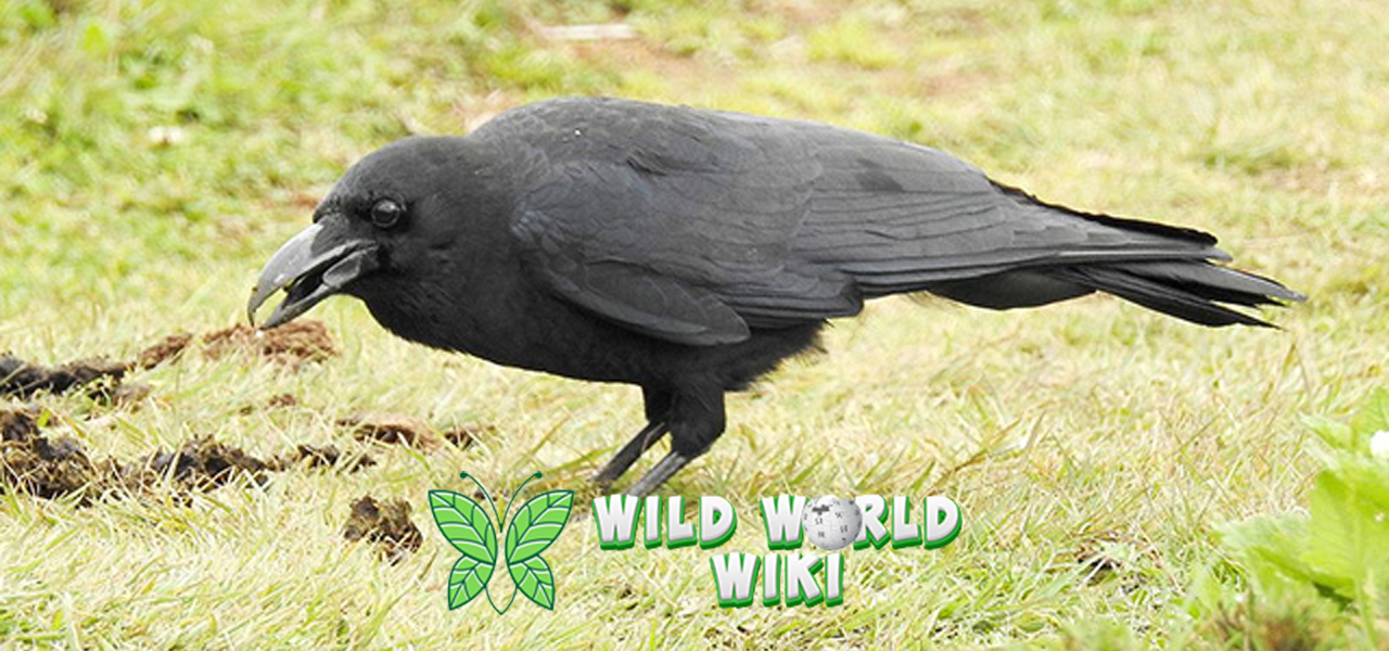 Burung Gagak Si Hitam yang Jadi Simbol dan Misteri Alam!