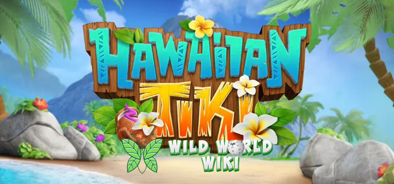 Gas Main Hawaiian Tiki Sekarang, Daftar Rtp8000 Dulu!