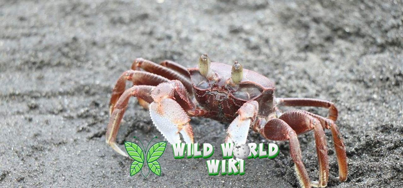 Mengenal Kepiting Hewan Pantai yang Punya Banyak Trik! 1 Mengenal Kepiting Hewan Pantai yang Punya Banyak Trik!