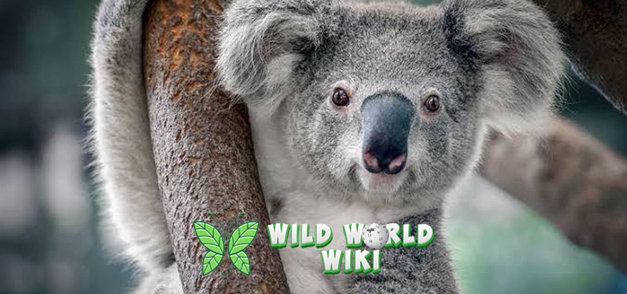 Fakta Unik Koala Lucu, Lambat, tapi Bikin Gemas!