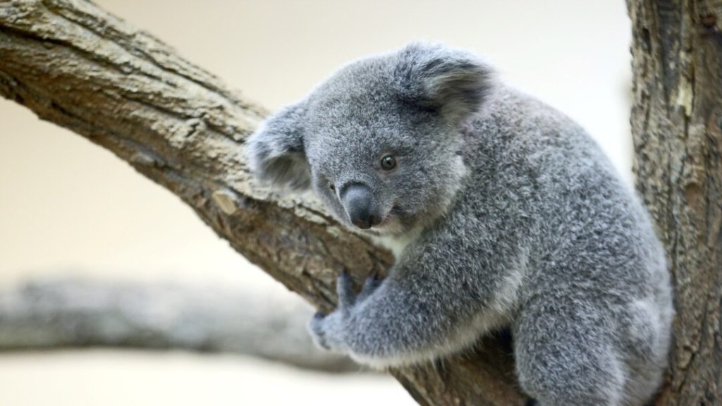 Fakta Unik Koala Lucu, Lambat, tapi Bikin Gemas!