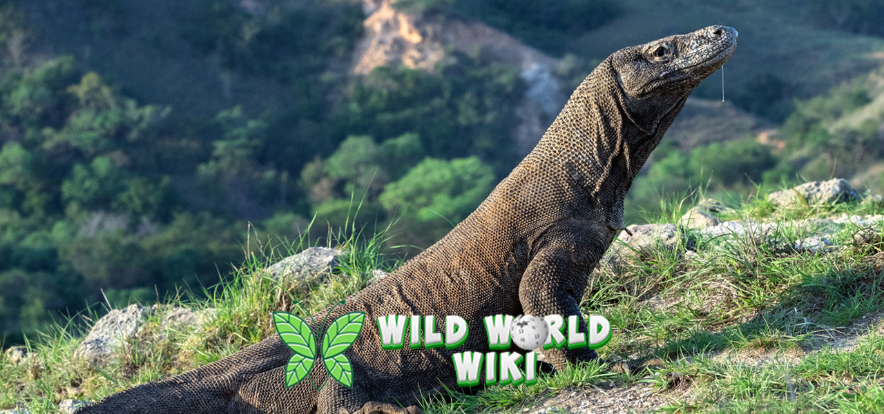 Mengenal Komodo Predator Raksasa Asli dari Pulau Naga!