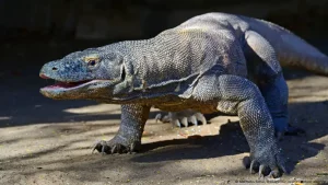 Mengenal Komodo Predator Raksasa Asli dari Pulau Naga!
