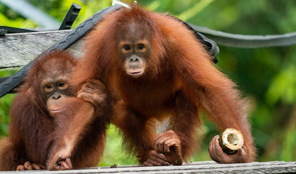 Lebih dari Sekadar Primata, Orangutan Adalah Cermin Alam!