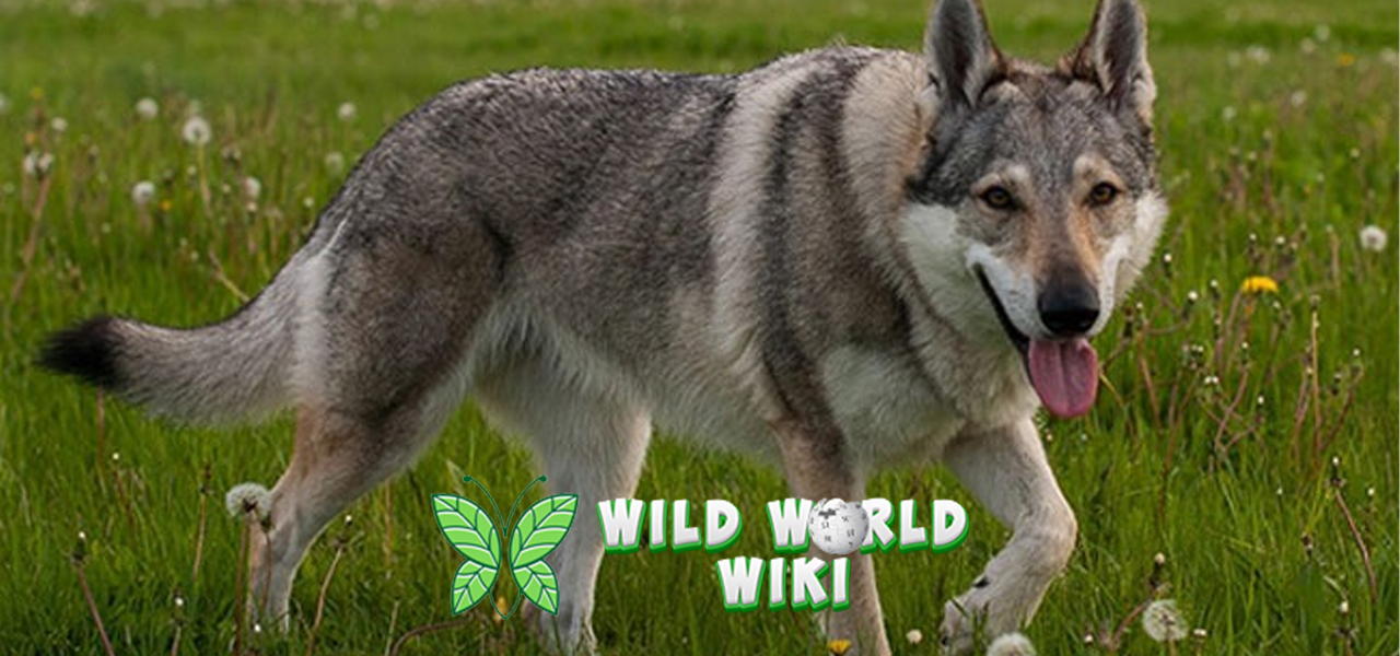 Serigala Hewan Gahar yang Ternyata Ahli dalam Kerja Sama! 1 Serigala Hewan Gahar yang Ternyata Ahli dalam Kerja Sama!