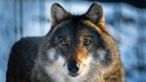 Serigala Hewan Gahar yang Ternyata Ahli dalam Kerja Sama!