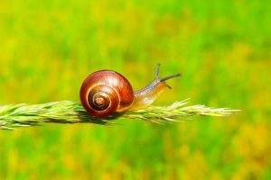 Siput emang jalannya pelan. Tapi jangan remehkan makhluk mungil ini, terutama saat bicara soal “rumahnya” yang dibawa ke mana-mana. Ya, cangkang siput—si tempurung mungil itu—ternyata lebih dari sekadar pelindung. Ia bagaikan benteng hidup, siap hadapi dunia luar tanpa rasa takut. Walau terkesan rapuh, aslinya cangkang siput punya rahasia kekuatan yang bikin kagum siapa pun yang melihat lebih dekat.

Makhluk lunak ini seperti punya filosofi sendiri: pelan, tenang, tapi selalu siap. Mau panas atau hujan, selama bawa rumah sendiri, aman terus. Nah, penasaran kenapa cangkangnya begitu kuat padahal tipis dan kecil? Yuk, kupas bareng-bareng tanpa harus terburu-buru—kayak siput.

Bukan Sekadar Tempurung, Tapi Rancangan Matang
Bentuk cangkang siput memang seperti spiral sederhana. Tapi ternyata, di balik desainnya yang tampak biasa itu, tersimpan rancangan yang sangat efisien. Setiap lilitan spiralnya bukan asal-asalan, justru mengikuti pola yang disebut “logarithmic spiral”. Bukan rumit, tapi sangat masuk akal jika tujuannya perlindungan sekaligus kenyamanan.

Cangkang itu tumbuh seiring umur si siput. Semakin tua, semakin besar pula cangkangnya. Tapi, uniknya, siput nggak pernah ganti rumah. Satu cangkang, untuk hidup seumur-umur. Maka dari itu, perawatannya nggak main-main. Siput terus mengeluarkan zat kalsium dari tubuhnya untuk memperkuat rumahnya sendiri. Semacam kerja keras diam-diam yang hasilnya luar biasa.

Kalau ada yang bilang siput lemah, mungkin belum pernah lihat bagaimana ia bertahan hidup dengan satu rumah mungil yang tetap kokoh walau tertimpa beban dari luar.

Tahan Serangan, Tapi Tetap Luwes
Walaupun cangkang siput terlihat kaku, jangan salah, desainnya justru bikin makhluk ini tetap fleksibel. Ketika ada ancaman, siput bisa masuk ke dalam dan menutup rapat dengan lapisan khusus bernama operkulum. Ini semacam pintu otomatis yang menutup saat bahaya mengintai.

Beberapa siput bahkan punya kemampuan memperkuat pintu ini supaya makin susah ditembus. Jadi, meskipun bentuknya kecil, perlindungannya nggak main-main. Hewan pemangsa seperti burung atau serangga besar sering gagal membongkar benteng siput yang rapat ini.

Selain itu, bentuk spiralnya juga berfungsi menyerap tekanan. Jadi, saat tertindih sesuatu, tekanan bisa terdistribusi dengan lebih merata, bukan langsung menghancurkan cangkangnya. Canggih, kan?

Tak Butuh Banyak Gaya, Tapi Tahan Segalanya
Yang bikin takjub, siput tetap bisa bergerak bebas meskipun membawa rumah di punggungnya. Saking nyamannya, si siput nggak pernah merasa terbebani. Bayangkan, manusia aja kalau harus bawa ransel berat seharian pasti ngeluh. Tapi siput? Santai terus.

Kandungan utama cangkang berupa kalsium karbonat yang menyatu dengan protein, menjadikannya keras tapi nggak rapuh. Jadi meski ketemu benda tajam atau medan kasar, siput tetap bisa meluncur perlahan tanpa khawatir luka.

Uniknya lagi, warna cangkang sering disesuaikan dengan lingkungan. Jadi, selain sebagai pelindung, cangkang juga bertindak seperti kamuflase alami. Di hutan, pantai, atau taman—warna cangkangnya bisa bantu siput “menghilang” dari pandangan predator.

Evolusi Diam-Diam yang Bikin Kagum
Siput udah eksis sejak jutaan tahun lalu. Dari zaman dinosaurus sampai era TikTok sekarang, mereka tetap eksis dengan desain tubuh yang nyaris nggak berubah. Itu artinya, cangkang mereka udah terbukti jadi bentuk perlindungan yang berhasil bertahan dari waktu ke waktu.

Ada siput darat, siput laut, bahkan siput air tawar—semuanya membawa cangkang yang menyesuaikan habitat masing-masing. Meski bentuk dasarnya sama, tiap jenis punya “editan” khusus. Ada yang lebih tebal, ada yang lebih ramping, tergantung kondisi tempat tinggalnya.

Jadi jelas, evolusi nggak melulu soal kecepatan atau cakar tajam. Siput membuktikan bahwa desain pelan tapi pasti juga bisa jadi bentuk pertahanan paling elegan.

Kesimpulan
Dari luar, cangkang siput mungkin terlihat sederhana. Tapi makin dipahami, makin bikin kagum. Bentuk spiralnya bukan asal melingkar, tapi penuh perhitungan. Bahannya nggak cuma keras, tapi juga pintar menyesuaikan tekanan. Bahkan fungsinya bukan cuma buat perlindungan, tapi juga menyatu dengan kehidupan sehari-hari si siput.

Jadi, kalau kamu ketemu siput lagi ngeluncur pelan di jalan setapak atau dedaunan basah, jangan anggap sepele. Di balik keheningan langkahnya, ada kisah panjang tentang pertahanan, evolusi, dan kekuatan yang datang tanpa suara.