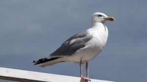 Burung Camar Si Penjelajah Langit yang Punya Naluri Hebat