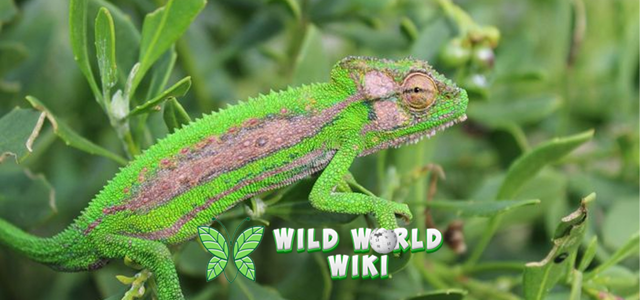 Rahasia Bunglon Bisa Ganti Warna, Tapi Gak Ganti Watak!