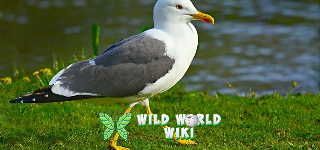 Burung Camar Si Penjelajah Langit yang Punya Naluri Hebat