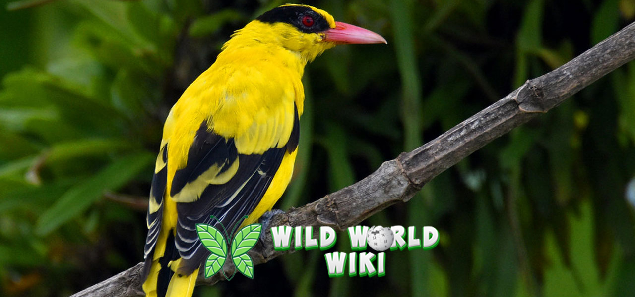 Suara Merdu Burung Kepodang yang Bikin Hati Tenang!