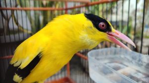 Suara Merdu Burung Kepodang yang Bikin Hati Tenang!