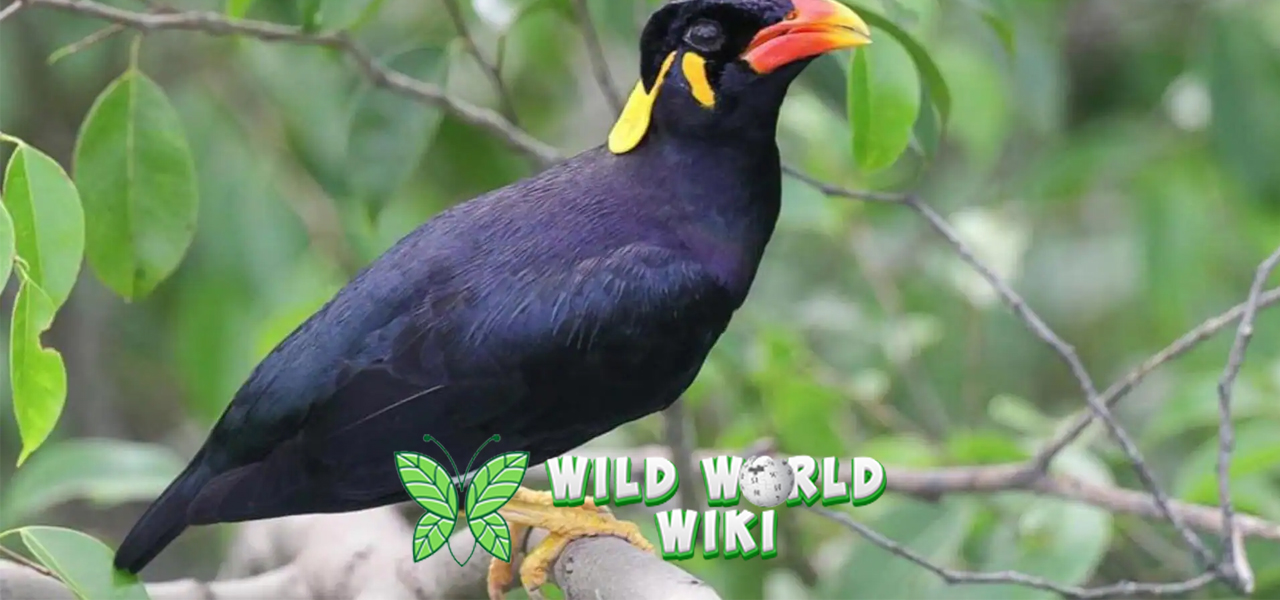 Kecerdasan Burung Beo Lebih dari Sekadar Peniru Suara!
