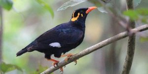 Kecerdasan Burung Beo Lebih dari Sekadar Peniru Suara!