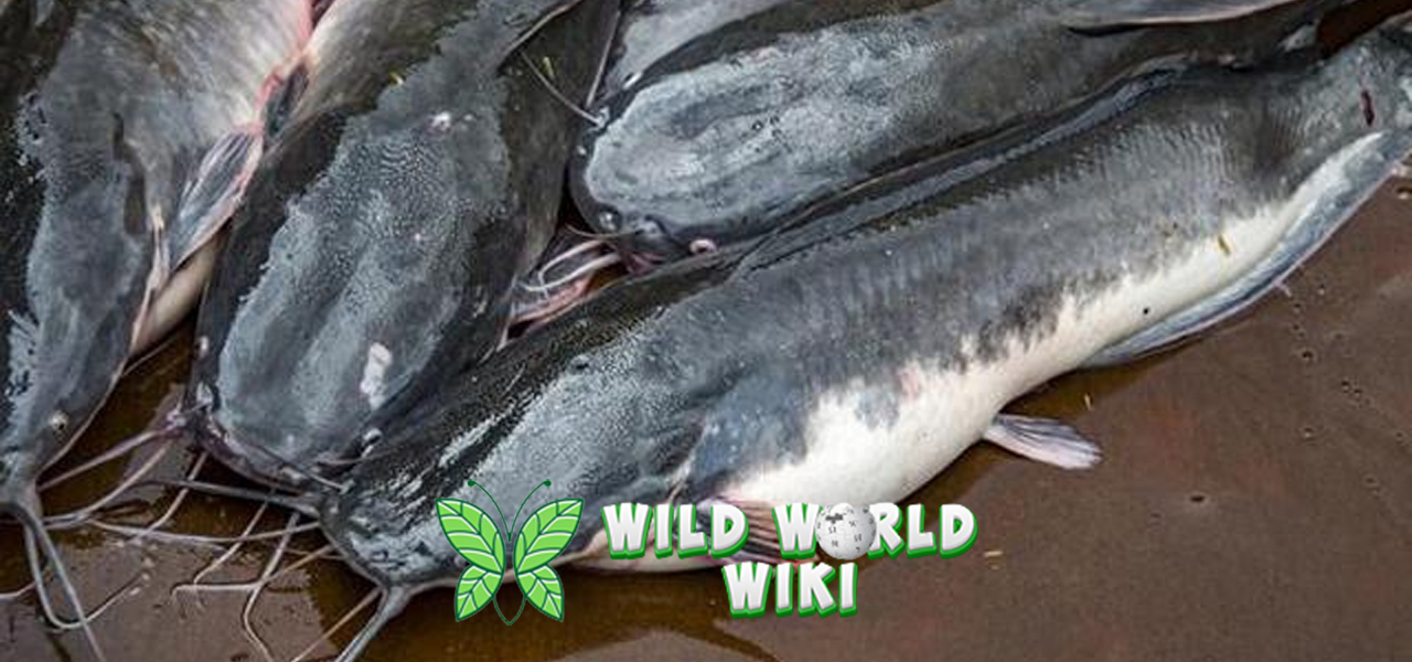 Lele Ikan Andal dengan Segudang Manfaat dan Cerita! 1 Lele Ikan Andal dengan Segudang Manfaat dan Cerita!