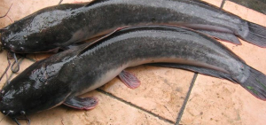 Lele Ikan Andal dengan Segudang Manfaat dan Cerita!