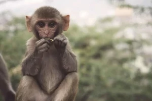 Lompatan Monyet Antara Kecerdikan dan Kekacauan Seru!