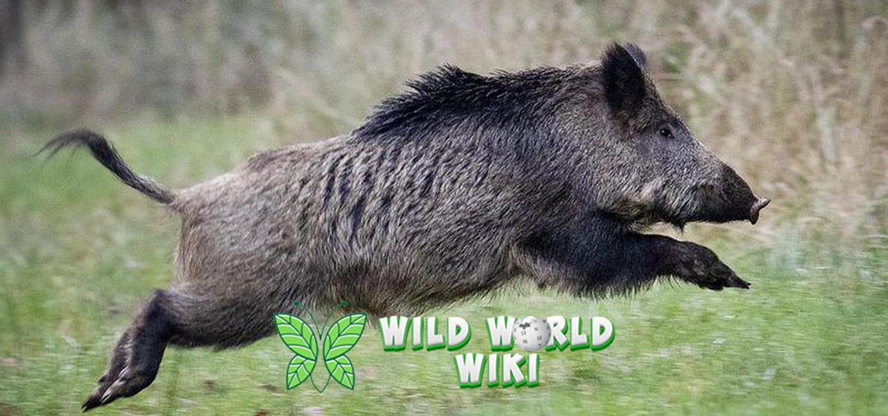 Babi Hutan dan Fakta Menegangkan yang Jarang Diketahui!