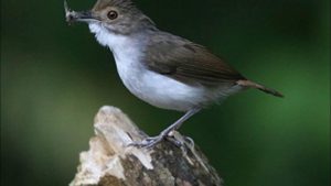 Burung Pelanduk Spesial yang Jadi Idola2 Pecinta Kicau