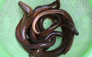 Belut Sang Master Licin dengan Kemampuan Mengejutkan!