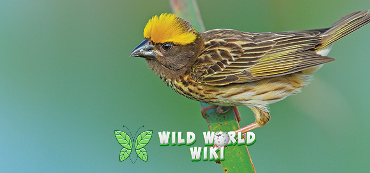 Burung Manyar 2 Kreatif, Cerdas, Tapi Nggak Sombong