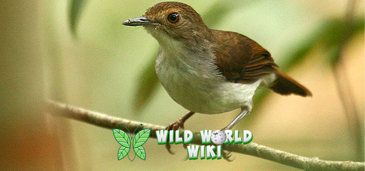 Burung Pelanduk Spesial yang Jadi Idola2 Pecinta Kicau