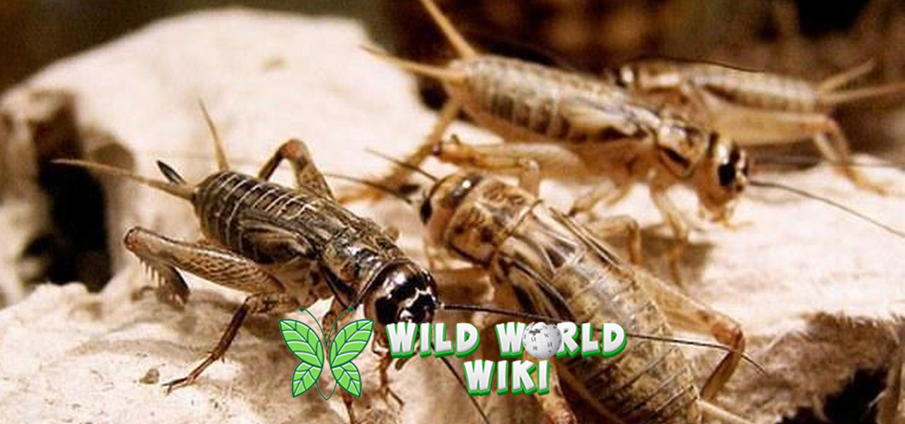 Hewan Jangkrik 4 Daya Tarik Alam Unik yang Memukau! 3 Hewan Jangkrik 4 Daya Tarik Alam Unik yang Memukau!