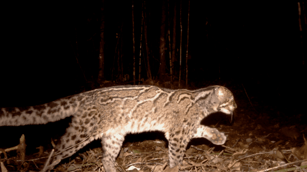 Hewan Kucing Batu Fakta Menarik dari Dunia Satwa!