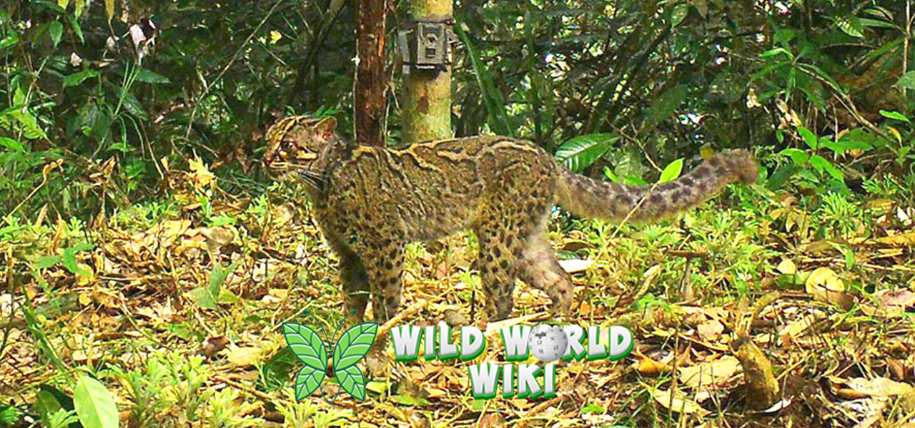 Hewan Kucing Batu Fakta Menarik dari Dunia Satwa!