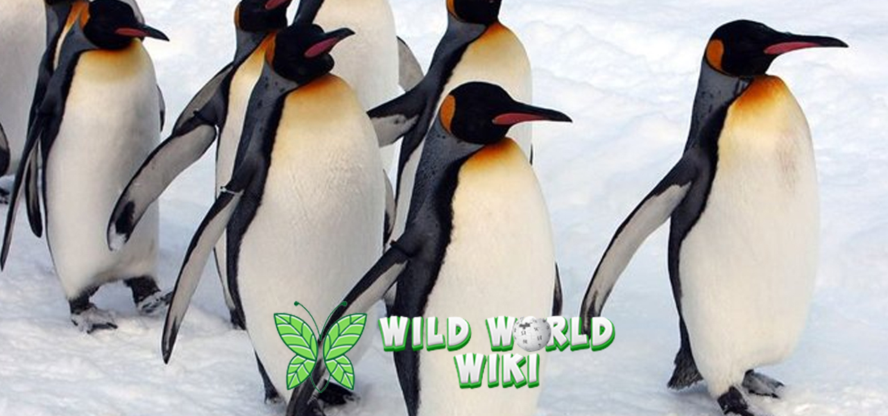 Mengenal Pinguin Si Atlet Es yang Lincah dan Menawan!