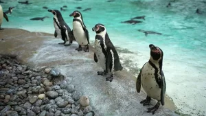 Mengenal Pinguin Si Atlet Es yang Lincah dan Menawan!