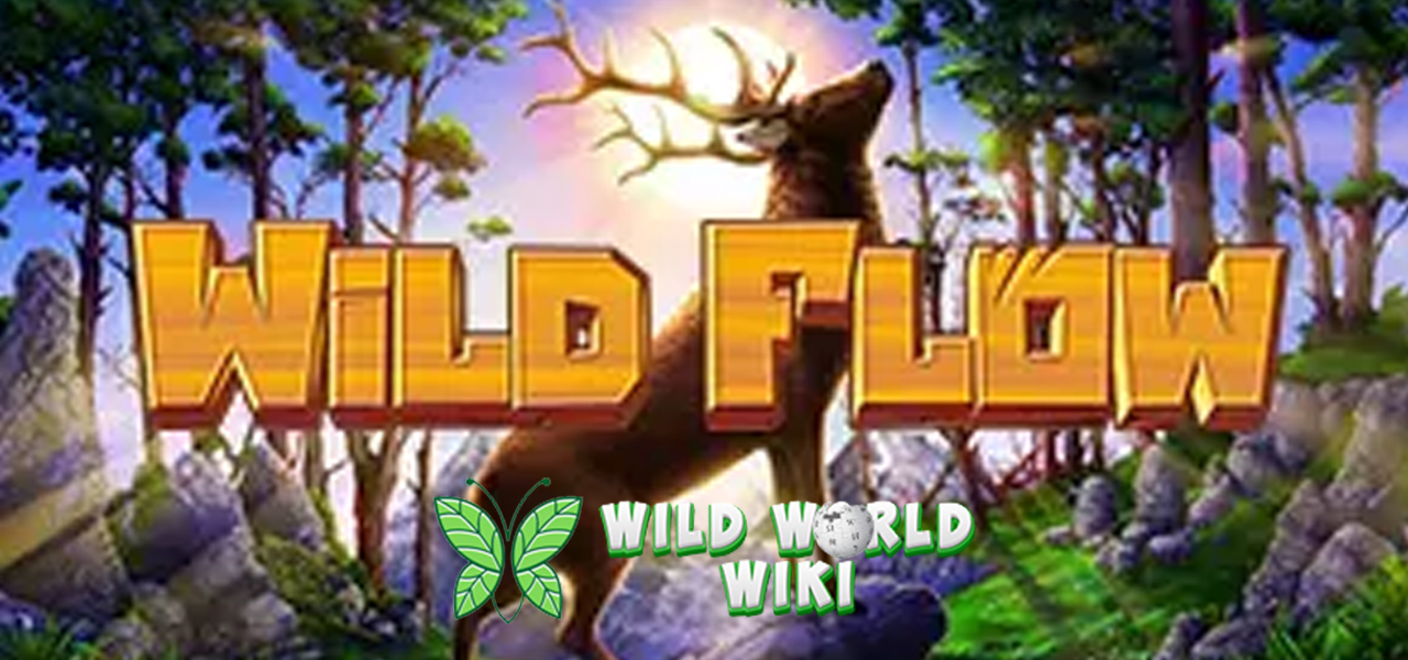 CNNSLOT Wild Flow 4 Badai Energi yang Sulit Ditahan!