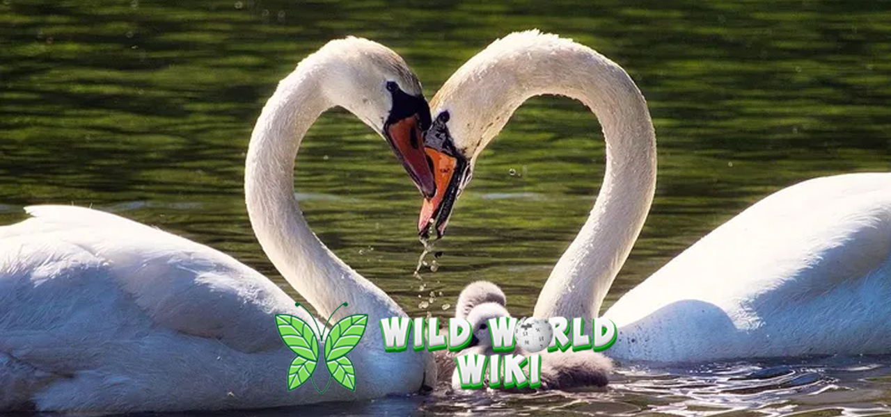 Angsa dalam 7 Keunikan yang Membuatnya Istimewa