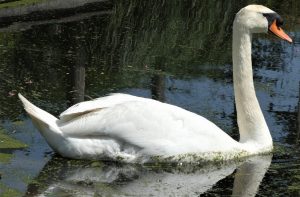 Angsa dalam 7 Keunikan yang Membuatnya Istimewa