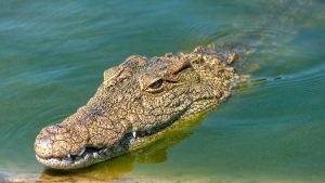 Buaya 7 Fakta Tak Terduga tentang Reptil Legendaris