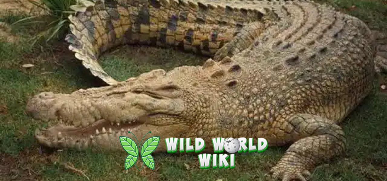 Buaya 7 Fakta Tak Terduga tentang Reptil Legendaris