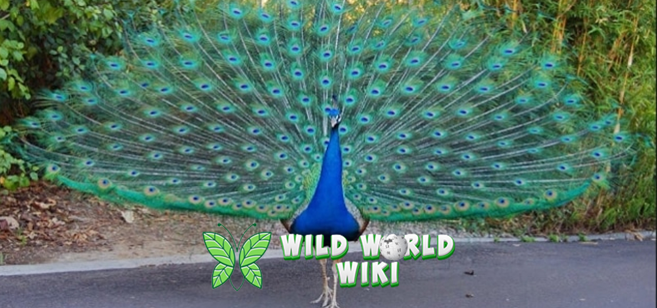 Burung Merak Keindahan Warna yang Memukau Mata! 1 Burung Merak Keindahan Warna yang Memukau Mata!