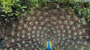 Burung Merak Keindahan Warna yang Memukau Mata! 2 Burung Merak Keindahan Warna yang Memukau Mata!