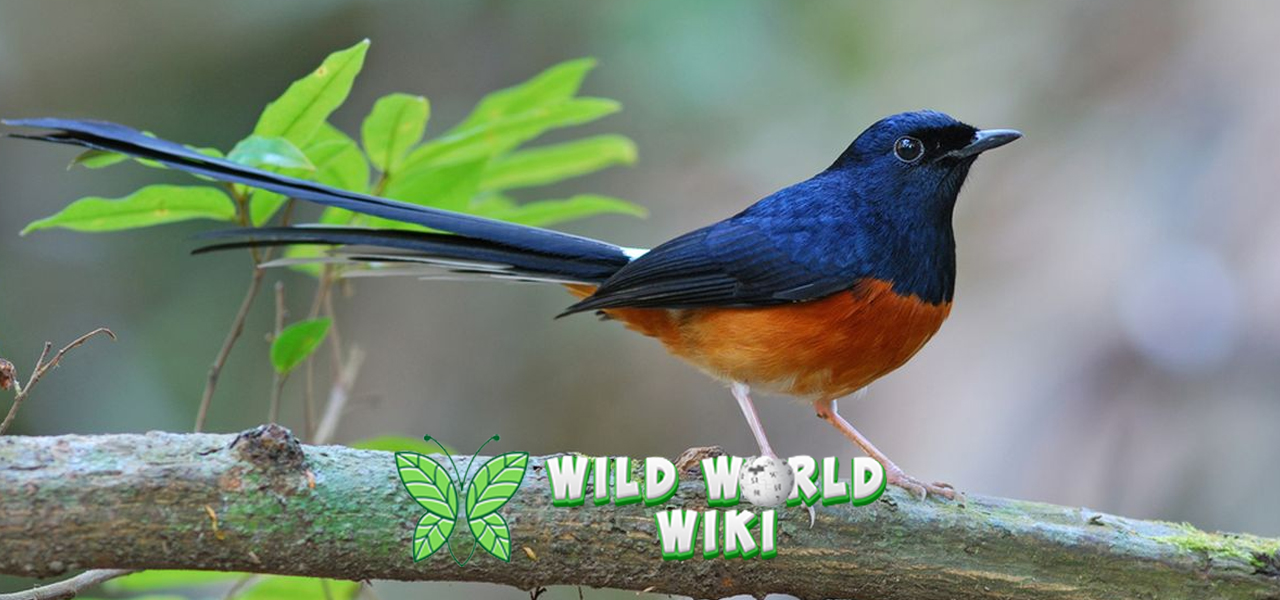 Burung Murai 9 Suara Merdu Berkicau yang Memikat Hati