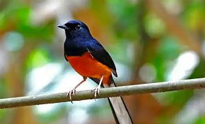 -burung lain. Pengaruh Kondisi Tubuh pada Kualitas Suara-burung lain. Pengaruh Kondisi Tubuh pada Kualitas Suara