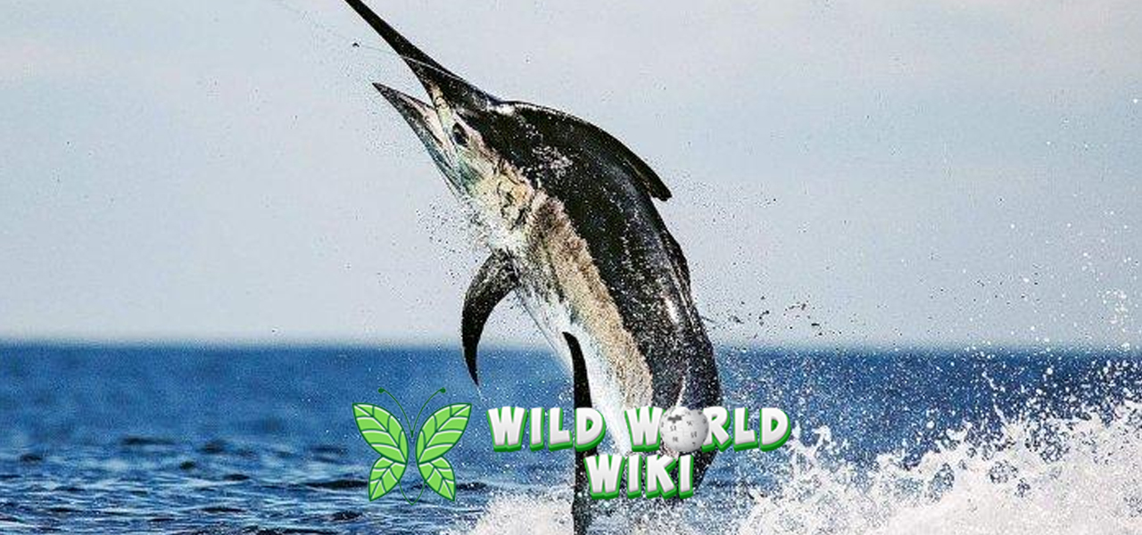 Kecepatan Luar Biasa Ikan Marlin dalam 5 Detikv